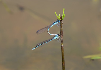 blue damselfly