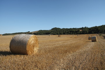 campo cosechado con fardos 2