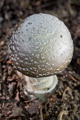 Amanita Pantherina