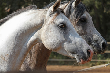 Cheval - horse