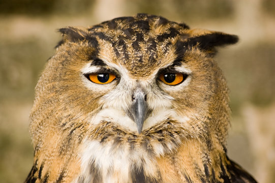 Eurasian Eagle Owl head on