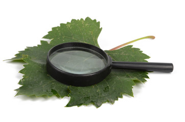 Plane tree leaf and magnifier