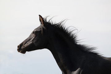 Fototapeta na wymiar Pouliche pur sang arabe - horse