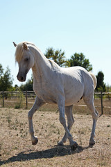Obraz na płótnie Canvas Etalon pur sang arabe - arabian horse