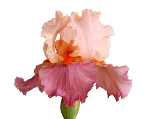Mauve and pinkish iris flower isolation