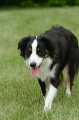 Australian Shepherd (Aussie) Dog
