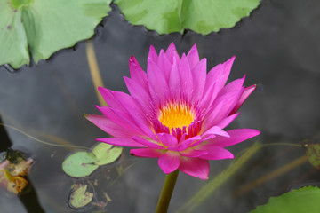 A lotus  or water lily  flower.