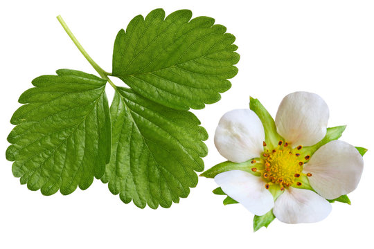 Strawberry Leaf