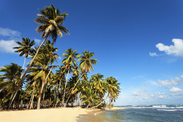 Plakat beautiful caribbean beach with palm trees and blue sky