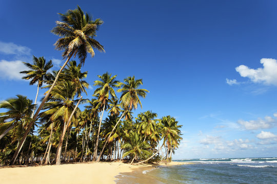 beautiful caribbean beach with palm trees and blue sky