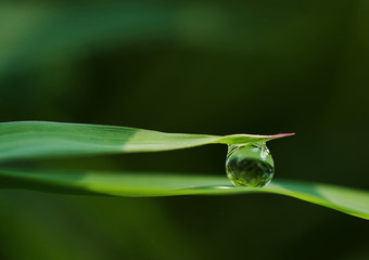 Morning Dewdrop