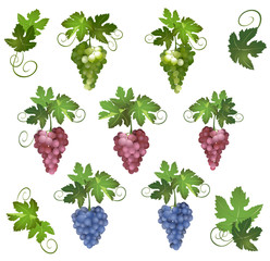 set - vector different grapes with green leaves