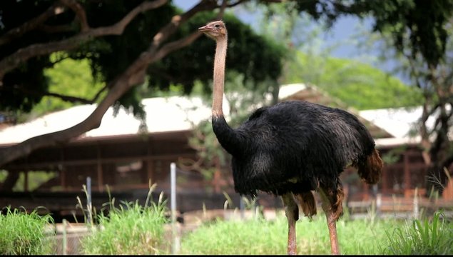 An Ostrich is standing in a field.