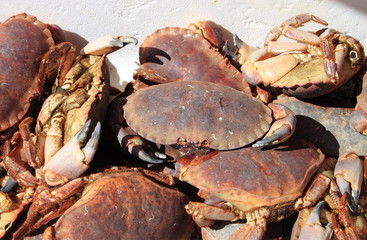 Raw crabs