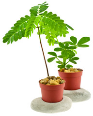 tamarinier, schefflera