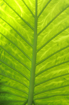 Fototapeta Leaf