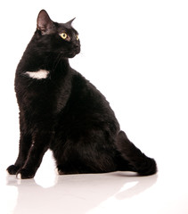 gros chat noir assis