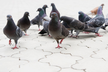 Pigeon on the ground