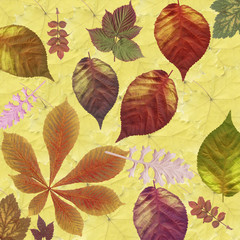 Background from  leaves