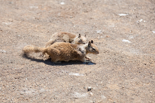 Western Grey Squirrel