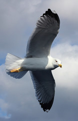 Seagull