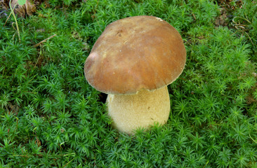 Boletus edulis grows over moss close up