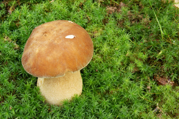 Boletus edulis grows over moss with room for text