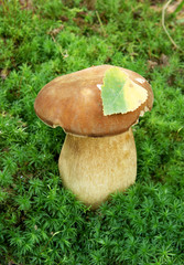 Boletus edulis grows with autumn leaf on cap