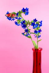bouquet of  blue  flowers with  butterfly  on a pink
