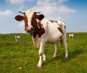Fototapeta na wymiar Red en white spotted cow in a Dutch landscape