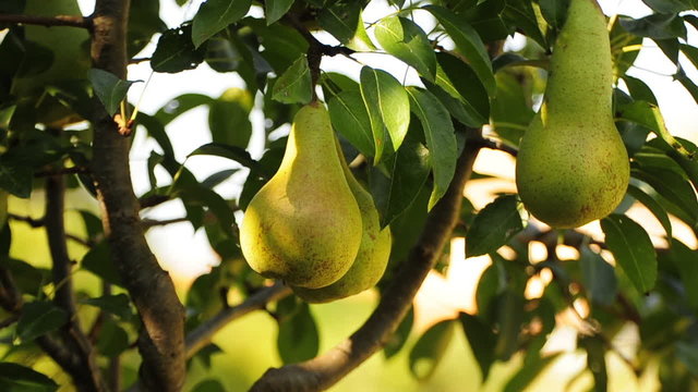 albero di pere - pear tree