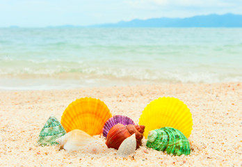 Fototapeta na wymiar Set of seashells on the beautiful sea beach