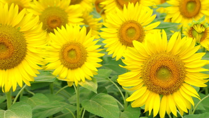 Fototapeta premium ひまわり畑