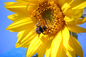 Bumblebee on sunflower