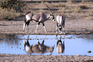 Oryx in Kgalagadi Transfrontier National Park