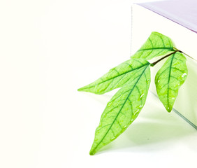 Book with a green leaf