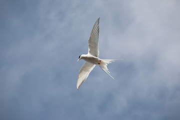 Arctic tern flying
