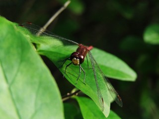 Fototapeta premium Dragonfly