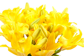 Obraz premium Beautiful lilies