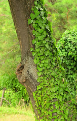 ivy