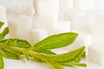 Stevia rebaudiana, Zuckerersatz