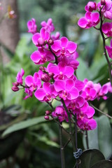 Singapour,orchidaceae
