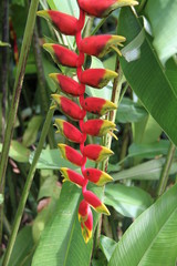 Obraz premium Héliconias rostrata