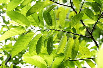 Fototapeta na wymiar Green leaves for backgrounds