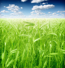 Wheat field against a blue sky