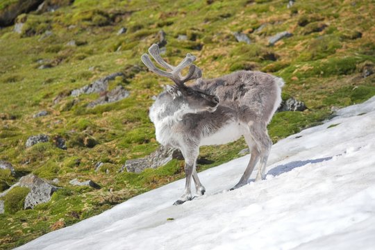 WIld Arctic reindeer