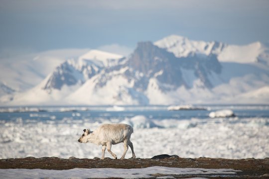 Wild reindeer in the Arctic landscape