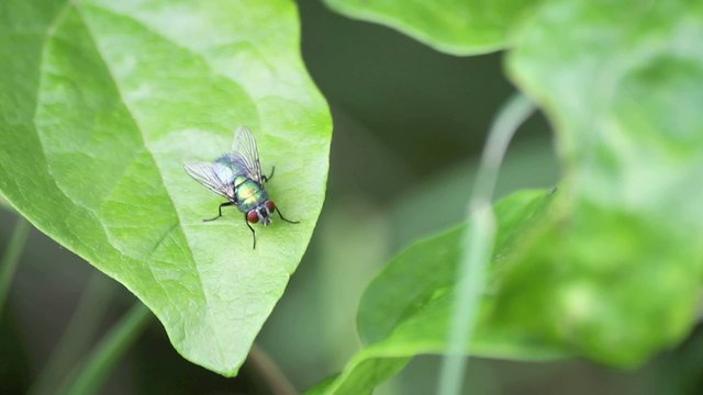 fliege auf blatt