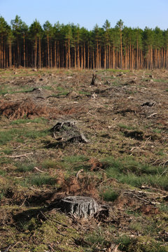Tree stumps