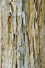 Tree Background
